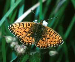 Attēlu rezultāti vaicājumam “Clossiana selene upperside”