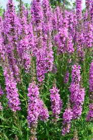 Image result for Blutweiderich