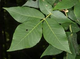 Attēlu rezultāti vaicājumam “Carya ovata leaf”