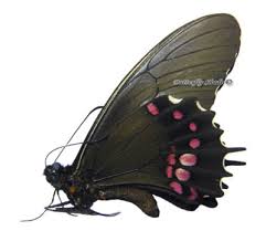 Attēlu rezultāti vaicājumam “Papilionidae”