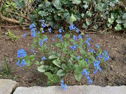 Image result for Brunnera `Jack Frost`