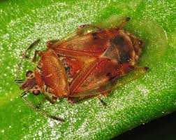 Attēlu rezultāti vaicājumam “Kleidocerys resedae”