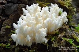 Attēlu rezultāti vaicājumam “Hericium coralloides”