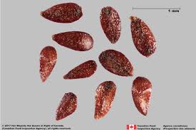 Attēlu rezultāti vaicājumam “Lythrum salicaria fruit”