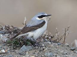 Image result for Oenanthe oenanthe