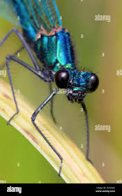 Attēlu rezultāti vaicājumam “Calopteryx virgo”