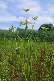 Attēlu rezultāti vaicājumam “Berula erecta leaf”
