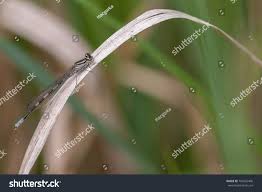 Attēlu rezultāti vaicājumam “Coenagrion armatum male”