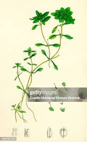 Attēlu rezultāti vaicājumam “Callitriche verna”