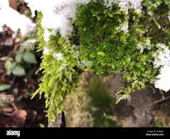 Attēlu rezultāti vaicājumam “Neckera complanata”