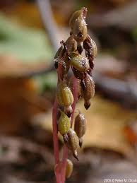 Attēlu rezultāti vaicājumam “Corallorhiza trifida fruit”