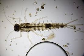 Attēlu rezultāti vaicājumam “Ephemeroptera”