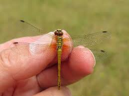 Attēlu rezultāti vaicājumam “Sympetrum sanguineum female”