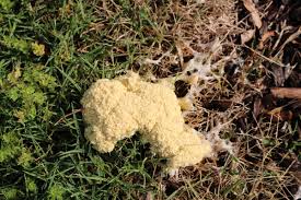 Attēlu rezultāti vaicājumam “Fuligo septica var. rosea”