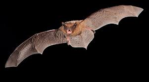 Attēlu rezultāti vaicājumam “Pipistrellus pygmaeus”