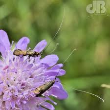 Attēlu rezultāti vaicājumam “Nemophora metallica”