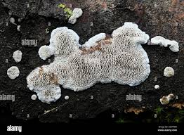 Attēlu rezultāti vaicājumam “Datronia mollis”