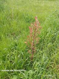 Image result for Atriplex hortensis