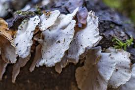 Attēlu rezultāti vaicājumam “Skeletocutis amorpha”