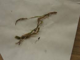 Attēlu rezultāti vaicājumam “Barbilophozia lycopodioides”