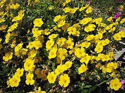 Attēlu rezultāti vaicājumam “Helianthemum nummularium fruit”