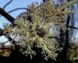 Attēlu rezultāti vaicājumam “Fraxinus pennsylvanica male flower”