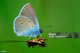 Attēlu rezultāti vaicājumam “Cupido minimus”