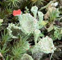 Attēlu rezultāti vaicājumam “Cladonia coccifera”