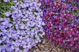 Image result for Aubrieta hybrida (cultorum)