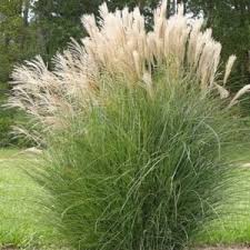 Image result for Miscanthus sinensis Zebrina