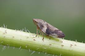 Attēlu rezultāti vaicājumam “Aphrophora alni nymph”