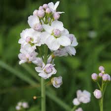 Attēlu rezultāti vaicājumam “Cardamine pratensis”