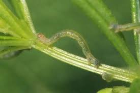 Attēlu rezultāti vaicājumam “Epirrhoe tristata imago”