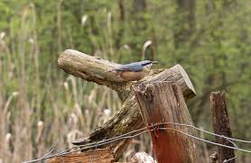 Attēlu rezultāti vaicājumam “Sitta europaea male”