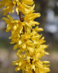 Attēlu rezultāti vaicājumam “Forsythia intermedia”