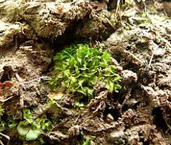 Attēlu rezultāti vaicājumam “Fossombronia wondraczekii”