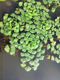 Attēlu rezultāti vaicājumam “Trapa natans”