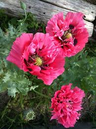 Image result for Papaver rhoeas 'Shirley'