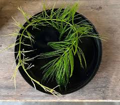 「金魚藻」的圖片搜尋結果