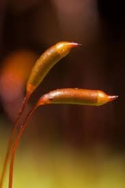 Attēlu rezultāti vaicājumam “Callicladium haldanianum sporophyte”