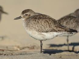 Attēlu rezultāti vaicājumam “Pluvialis squatarola adult”