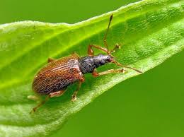 Attēlu rezultāti vaicājumam “Phyllobius”