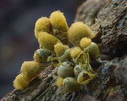 Attēlu rezultāti vaicājumam “Trichia sp.”