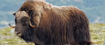 Image result for Mohakenox