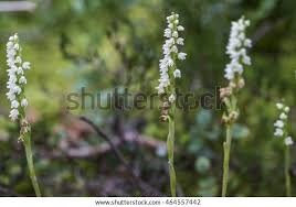 Attēlu rezultāti vaicājumam “Goodyera repens flower”