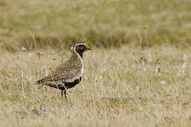 Attēlu rezultāti vaicājumam “Pluvialis apricaria adult”