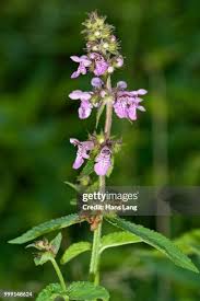 Attēlu rezultāti vaicājumam “Stachys palustris flower”