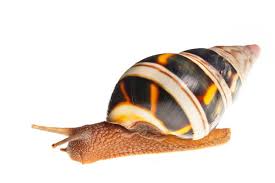 Attēlu rezultāti vaicājumam “Lignydium muscorum macro”