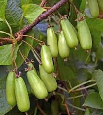 Attēlu rezultāti vaicājumam “Actinidia kolomikta fruit”