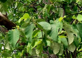 Attēlu rezultāti vaicājumam “Magnolia acuminata fruit”